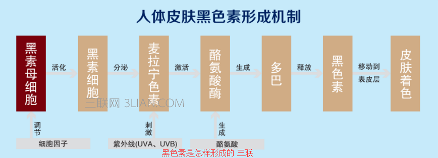 黑色素是怎样形成的 114