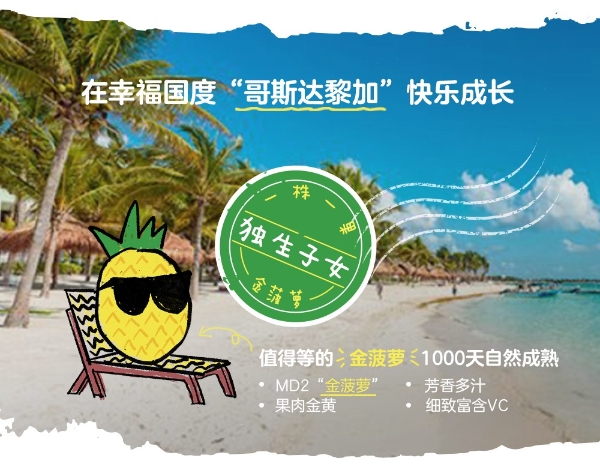 世上菠萝千千万,为什么innocent天真偏偏挑中它